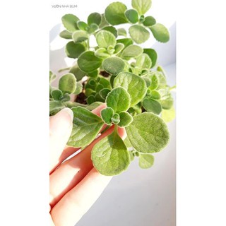 Nhất mạt hương (Cây giống)🌿
