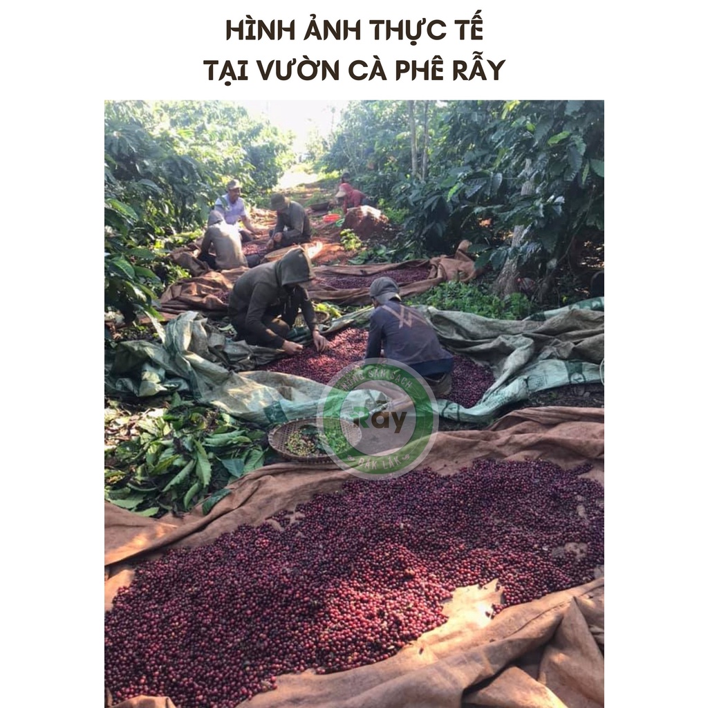 [500gram] Cà phê rang xay mộc Đaklak cao cấp lựa chín 90% hạt cà chín | BigBuy360 - bigbuy360.vn