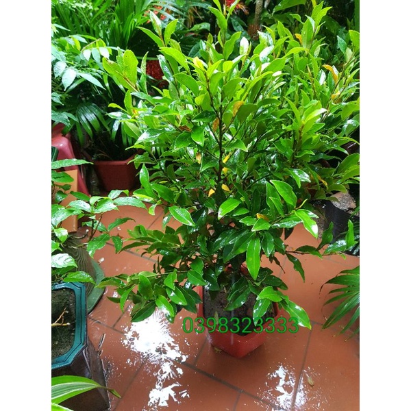 Cây hoa lan tiêu 70 đến 80cm