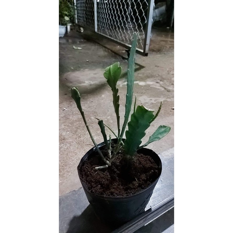 Hoa Nhật Quỳnh Đỏ rực