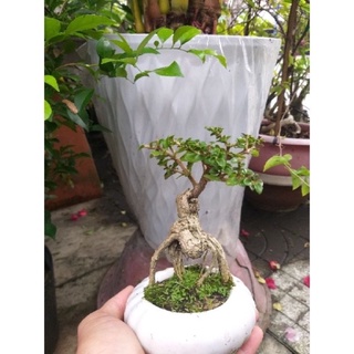 Cây Sam Hương mini để bàn và cây thô gốc lớn ( hình thật )