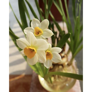 Củ hoa thủy tiên