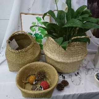 Giỏ cói trồng cây