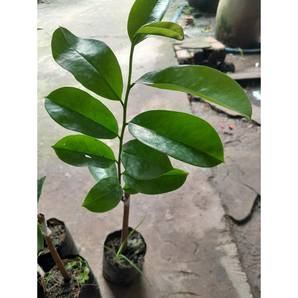 Cây giống Mãng Cầu Xiêm Thái , cây giao như ảnh chụp