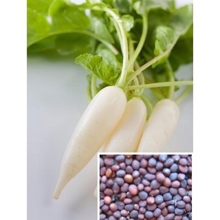 La Bạc Tử - Lai Phục Tử 100g