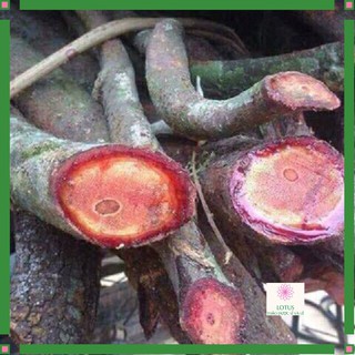 1 kg cỏ máu Quảng bình hàng chuẩn