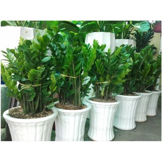 Cây kim tiền size cao_ thấp các loại- ảnh thật