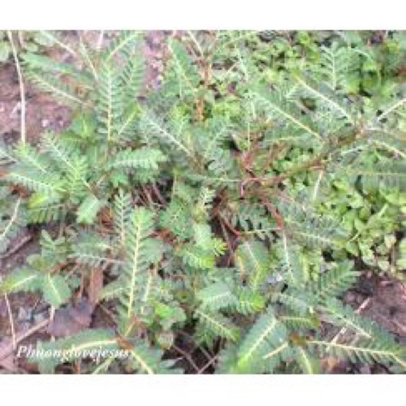 Cao Diệp hạ châu  hộp 100gr