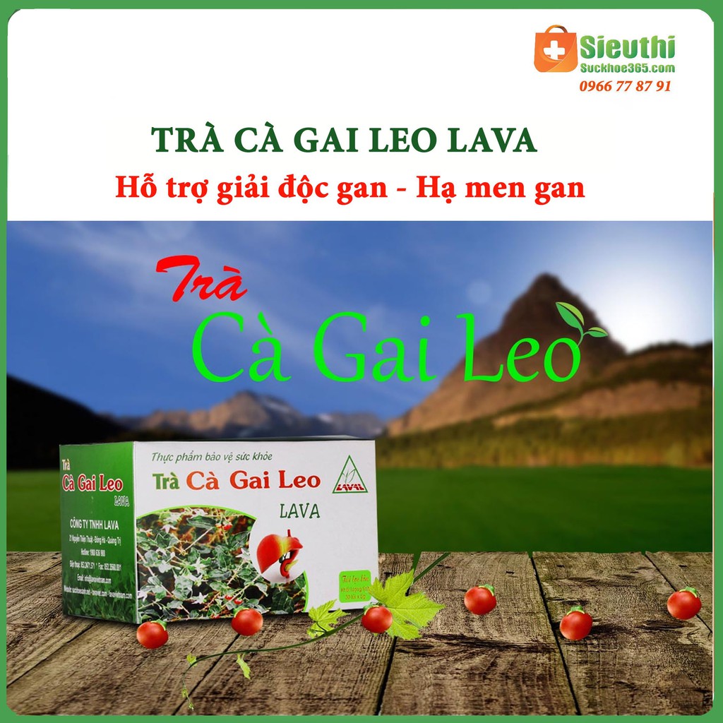 Trà Cà Gai Leo Lava- Hỗ trợ các vấn đề về Gan