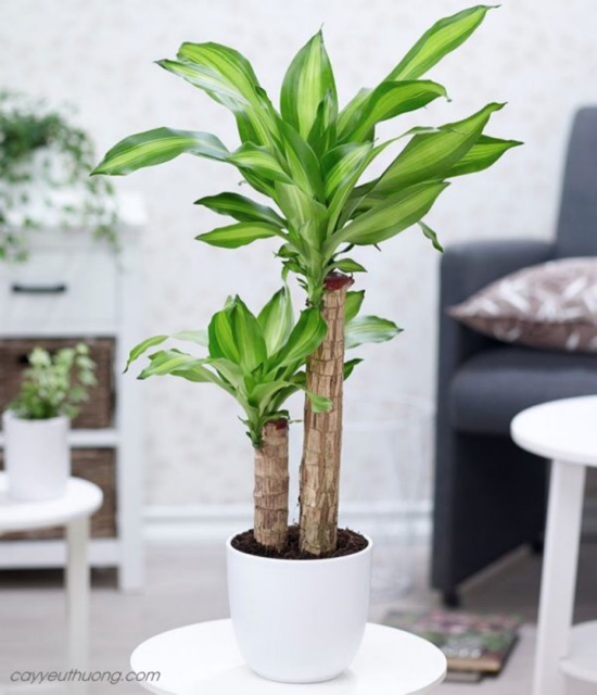 Cây phát tài khúc, cây thiết mộc lan - size mini, rễ trần