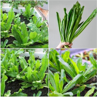 Hạt giống Ngò Gai Mùi Tàu - gói 2 gr