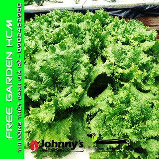 Combo 200 hạt giống xà lách bọc men tropicana – johnny’s seed – mỹ