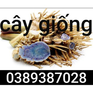 cây nghệ tím đen giống,1 bầu Tặng 1 củ mẫu