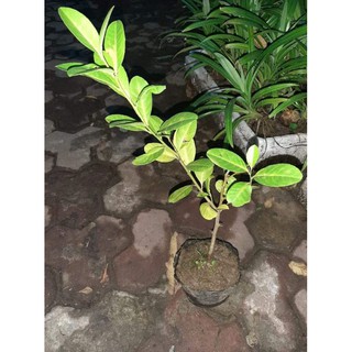 Cây giống chanh vàng mỹ ( cao 40cm-50cm)