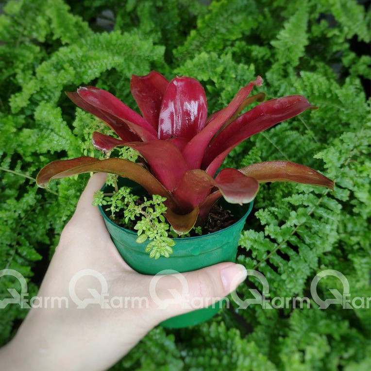 Dứa màu nam mỹ fireball