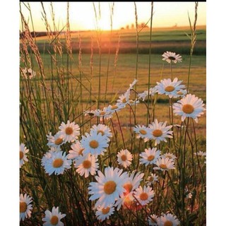 Gói 50 HẠT CÚC HỌA MI TRẮNG NHỤY VÀNG ( CÚC MiNi )  - Loài Hoa Siêu đáng yêu 50 HẠT ĐẠI GIẢM GIÁ TẾT