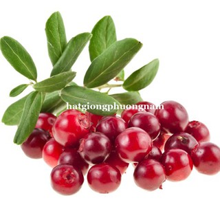 30 Hạt - Hạt Giống Việt Quất Đỏ Phương Nam