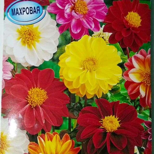 Hạt giống hoa Thược Dược mix nhiều màu F1 Nga