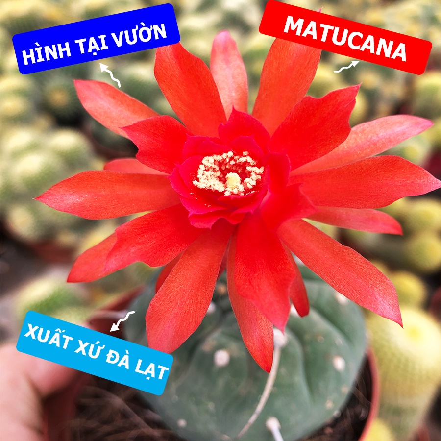 Xương Rồng MATUCANA Size chậu tròn 5.5cm, 1 đổi 1 (Xương Rồng Nhật Tân)