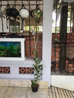 Phi điệp thân thủ f21
