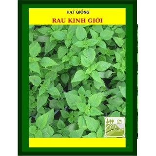 [MIỄN PHÍ SHIP] 1 Gram-  Hạt Giống Rau Kinh Giới