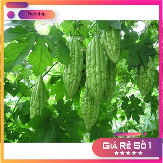 HẠT GIỐNG MƯỚP ĐẮNG - 2gr LUCKY.VN