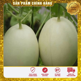 Hạt giống dưa lê tây siêu ngọt