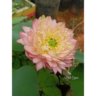 Củ sen Nhật cam