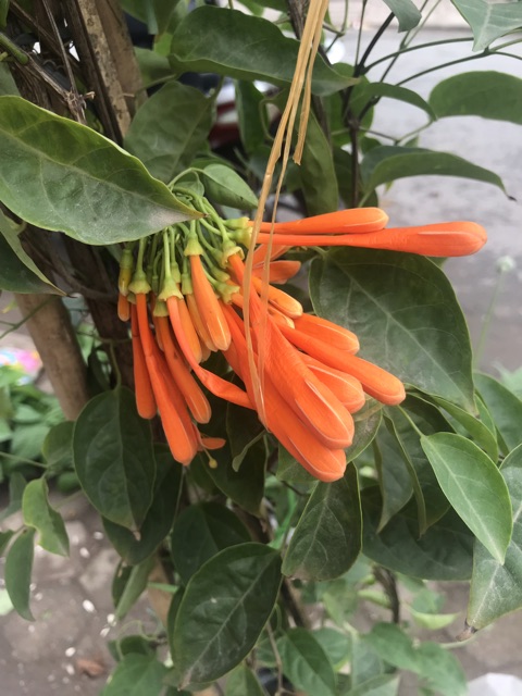 Thiên lí pháo- hoa chùm ớt cây leo 180k