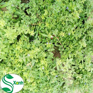 Hoa Thanh Tú - Cây Sân Vườn