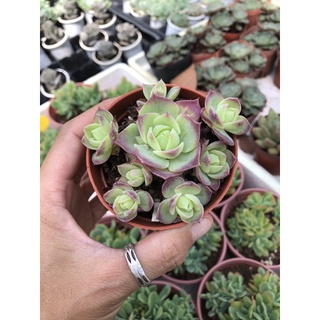 Sen đá Dù viền tím