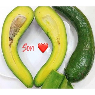 Bơ 034, Bơ Booth-đặc sản Đà Lạt-Lâm Đồng nhà trồng không thuốc, vàng béo bất chấp size