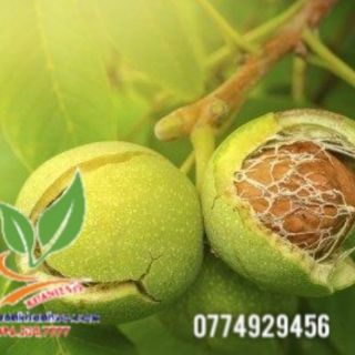 Cây giống óc chó đã ra trái