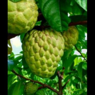 Cây giống na thái ( na xiêm )