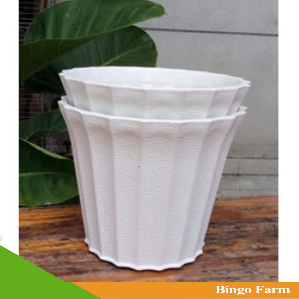 Combo 5 chậu khía tròn trắng 2T2