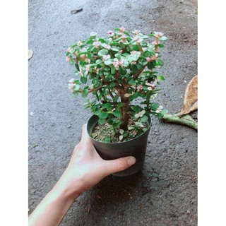 Đô La Thân Gỗ Bán Chạy