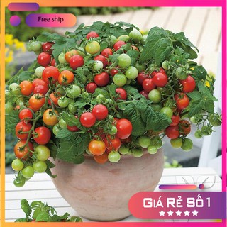30 Hạt giống Cà Chua Bi Lùn Đỏ