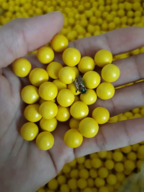 Hủ 500gr Viên tinh nghệ mật ong nguyên chất | BigBuy360 - bigbuy360.vn