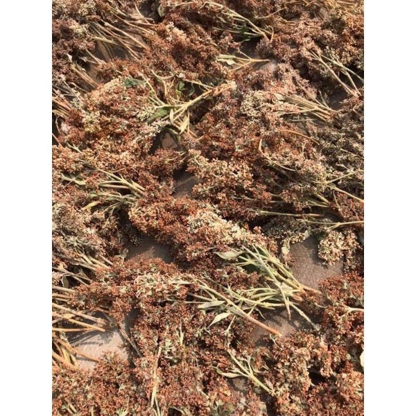 HOA BÓ PHÓN [MẬT MÔNG] THỔI XÔI VÀNG THƠM NGON, TÚI NGÂM ĐƯỢC 20KG GẠO