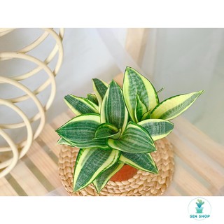 Cây lưỡi hổ vàng, cây phong thủy, cây hợp mạng, cây may mắn, tài lộc .