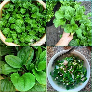 Hạt giống rau mã đề dễ trồng gói 1gram