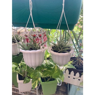 Chậu Cây Dây Nhện mini