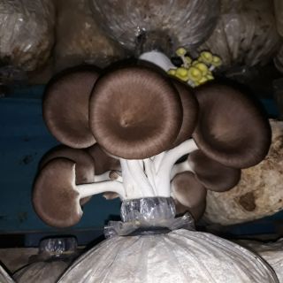 Phôi nấm bào ngư