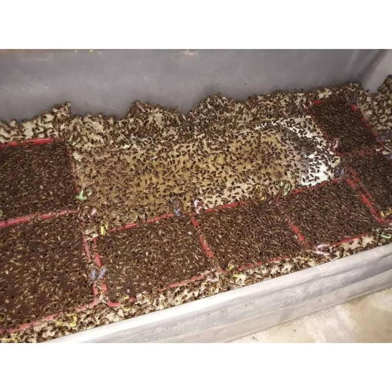 trứng dế ổ bé