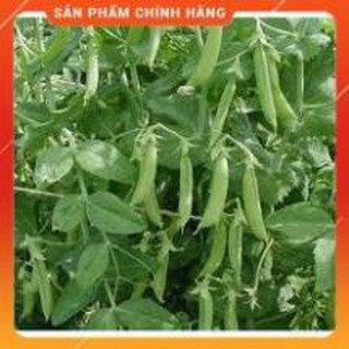 HẠT GIỐNG ĐẬU HÀ LAN GÓI 50G