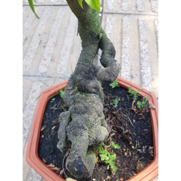 Phôi khế quái BONSAI
