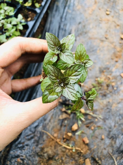 Bạc hà CHOCOLATE MINT (nhỏ)