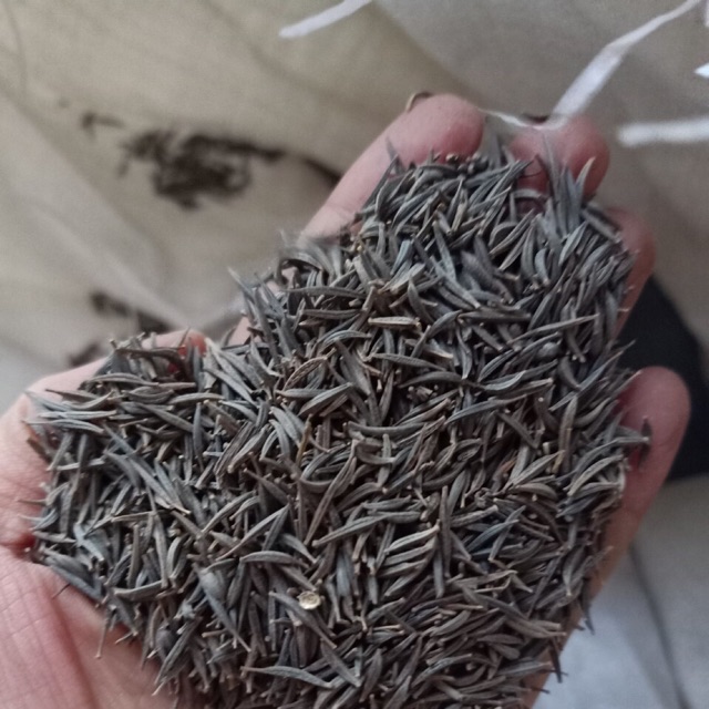 com bo 1.5kg hạt hoa sao nhái