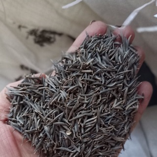Com bo 1.5kg hạt hoa sao nhái