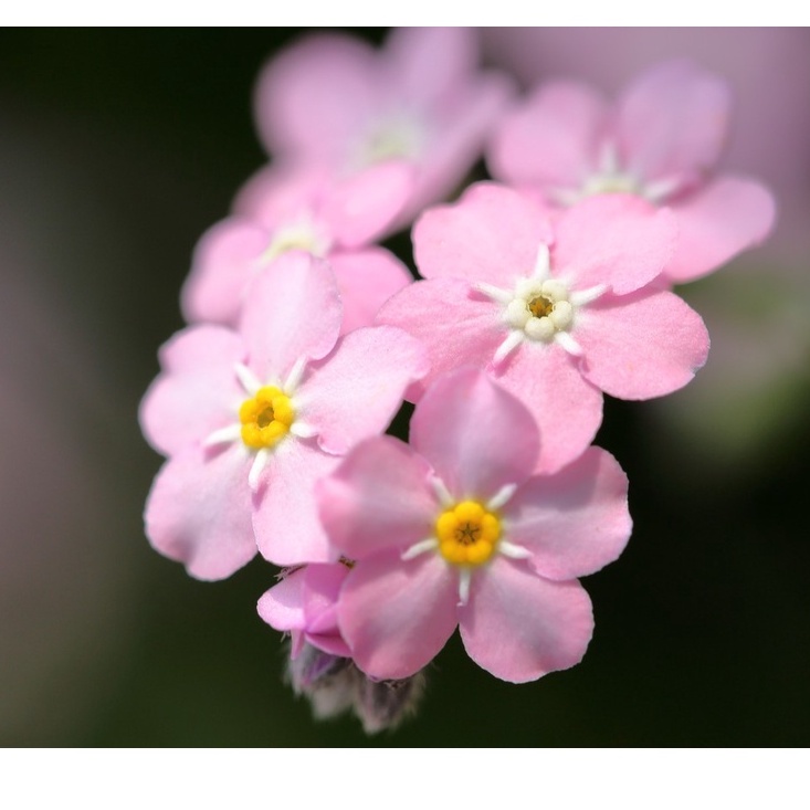 Hạt giống LƯU LY HỒNG Nhu cầu . PINK Forget-Me-Not (Myosotis alpestris)